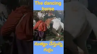#dancing horse #white horse # teenmaar horse dance #drums sound @Andhra to India 7976