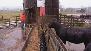 Kentucky shortage in large-animal veterinarians creates issues for cattle, horse industry