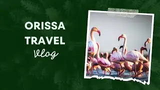 Exploring Avian Wonders: Bird Watching at Chilika Lake