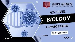 Homeostasis (Part 2) | A2-Level Biology 9700 | Virtual Pathways