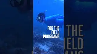 🌍 Sail to 11 Countries + Get $250 Shipboard Credit | Semester at Sea Fall 2026 🚢