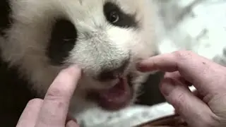 Panda Dingding&rsquo;s 90-day-old baby girl has her first tooth (Moscow Zoo)