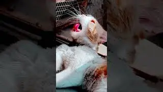 Cute Cat Face #cats #catlick #cutefaces #cutecatshorts #cutecatface #catface #naughtycat #billi #cat