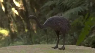 Turntable of the little bush moa