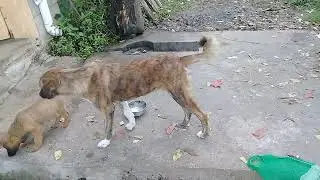 Mother dog/Stray pup eating vermicelli dessert/drinking milk/raw egg/Mountain village/Nature Buddies