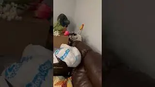 Kitty Clone
