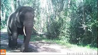 Protecting the last Knysna elephant: SANParks' management plan & why you should not try to find her