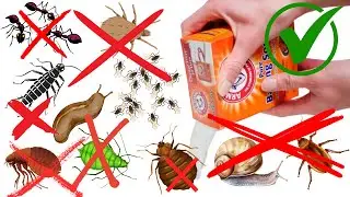 9 Baking Soda Genius Tricks to Kick Out Pests Fast