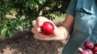 Plum Gulf Ruby Plum & YES it grows in Warmer Climates being low Chill. Easy Cross Pollination