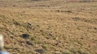 Vaal Rhebuck Hunting Kill Shot -  Stormberg Mountains, South Africa - LJ Safaris