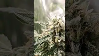 Blackberry Gum from SeedStokers (First time growing part 2)