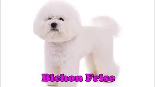 Non Sporting Dog Breeds REUPLOAD