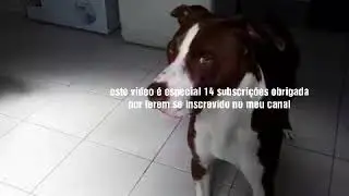 Especial de 14 subscri&ccedil;&otilde;es obrigada e espero que continue at&eacute; ter muitas subscri&ccedil;&otilde;es 😀