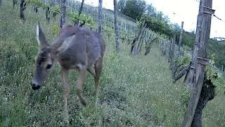 Caprioli