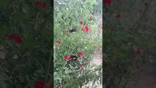 Mariposas end&eacute;micas de Colombia