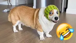 You Laugh You Lose🍒Funniest Dogs and Cats 2026🦮 🤖 #funnycats #funnydogs #funniestanimals #funnycats