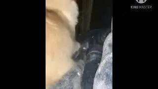 COMPILATION Lisa's Instagram Story With Her Pet (2019) 