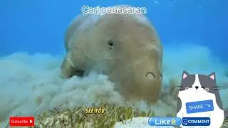 Dugong Atau Duyung Berevolusi Jadi Hewan Laut.