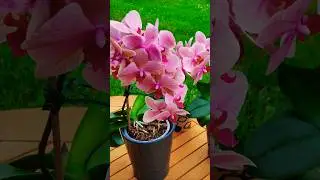 #orquidias #orchid #orkide#orchidea #orchidee #ora&ccedil;&atilde;o #myflowers #orchidlovers #orchids