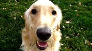 LOVEABLE!! Golden Retriever playing, barking and having fun!