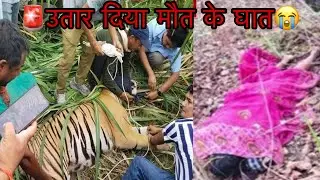 Tiger Attack 🐅 8 deaths in 5 days, entire village in panic😭