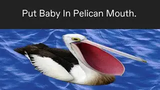 Put baby in pelican mouth