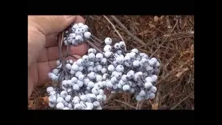 Making Elderberry Wine!! The hillbilly Way! !