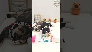 Unboxing K-Beauty Goodies: Cat's Reaction Edition! #kbeauty #skincare #makeup #cat #catshorts #cats