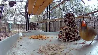 Eating seeds with an eye on the camera