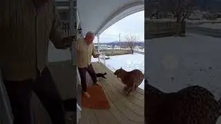 Brave cat saves elderly man from wild leopard attacks (caught on Ring Camera)