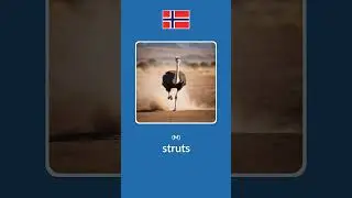 Birds in Norwegian
