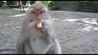 Fast Feel Banana Peel - Alexander Nakarada