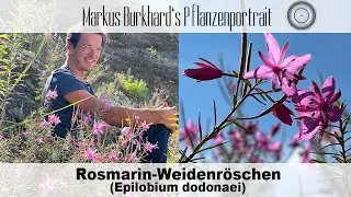 Der WICHTIGSTE Spätblüher für Bienen und Hummeln, Weidenröschen, für extreme Trockenheit, Kiesgarten