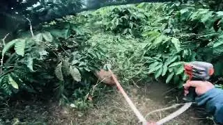 POV: From Jungle to Garden | Coffee Farm Extreme Cleanup