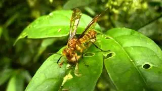 Predatory sawfly