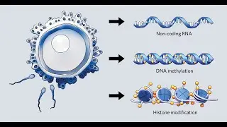 Epigenetics - The Interplay of Nutrient Gene Interactions (3 Minutes)