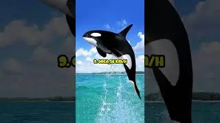 Top 10 Fastest Sea Animals In The World
