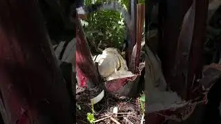 Banat na pud ta karon na adlaw