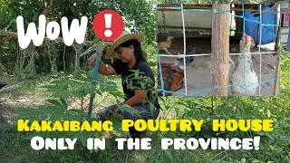 KAKAIBANG POULTRY HOUSE/NATIVE CHICKEN/BACKYARD POULTRY FARM