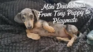 Mini Dachshund Billy’s First 6 Months | Adorable Puppy Growth & Milestones #dachshund #puppy #dog