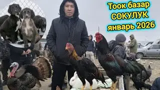 ТООК БАЗАР СОКУЛУК ДАКАН КӨП ЭКЕН #дакан #тоокбазар #итбазар #малбазар  