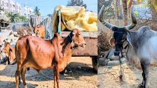 INDIAN DESI COW FARMING IN ENGLISH | DAIRY FARM IN INDIA | YUVAKARSHAKA