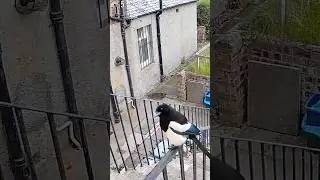 Magpie Demands Snacks on Camera &ndash; Feathery Diva Alert! 🎥🐦🍽️