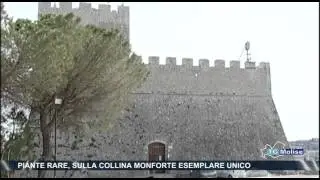 Piante rare, sulla collina Monforte esemplare unico