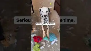 What Life is Like With A Dalmatian #dog #funnyanimal #dogsworld #funnydog #funnyshorts #funny #dogs