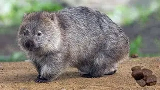 WOMBATS POO SQUARES!