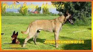 1 Como adiestrar a un perro en 30 días en guardia y protección  básica