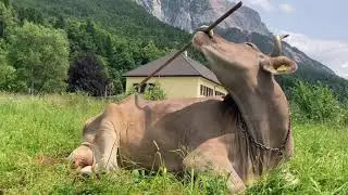 Cow Demonstrates Tool Use, Challenging Animal Intelligence Assumptions