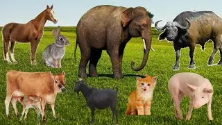 Cute Farm Animals: Cow, Dog, Cat, Goat, Horse, Pig, Rabbit | Animals Video with Sounds | #cow