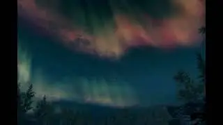 🌲✨ Forest Sky at Night &ndash; Gentle Nighttime Nature Sounds for Sleep & Relaxation ✨🌲